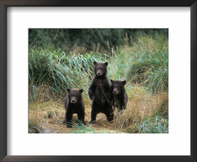 Brown Bear And Three Spring Cubs In Katmai National Park, Alaskan Peninsula, Usa by Steve Kazlowski Pricing Limited Edition Print image