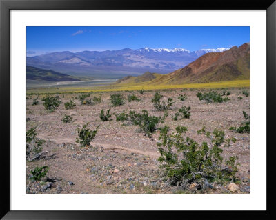 Desert Gold Wildflowers And Black Mountains, Death Valley National Park, California, Usa by Jamie & Judy Wild Pricing Limited Edition Print image