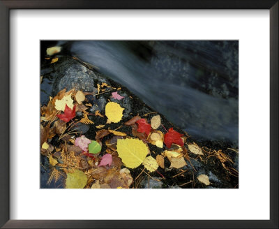 Stream In Fall, Maine, Usa by Jerry & Marcy Monkman Pricing Limited Edition Print image