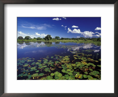 Waterways In Pantanal, Brazil by Darrell Gulin Pricing Limited Edition Print image