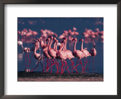 Lesser Flamingo, Kenya by Dee Ann Pederson Pricing Limited Edition Print image