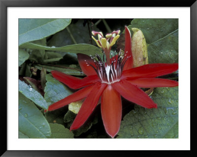 Red Passion Flower In Bloom, Selby Botantical Gardens, Sarasota, Florida, Usa by Maresa Pryor Pricing Limited Edition Print image
