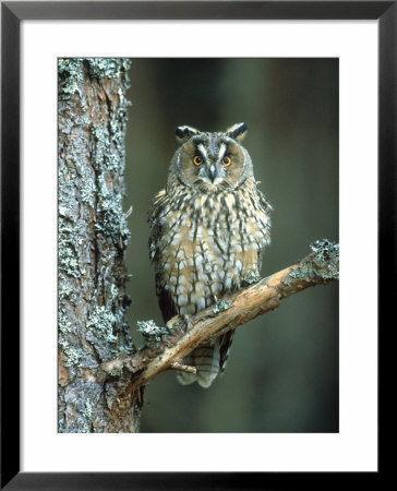 Long-Eared Owl, Adult Perched On Branch, Scotland, Uk by Mark Hamblin Pricing Limited Edition Print image