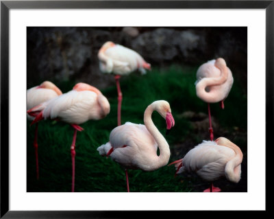 A Group Of Flamingos Resting Upon One Foot by Joel Sartore Pricing Limited Edition Print image