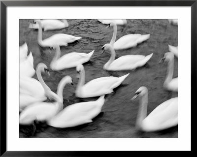 Swans On The Reuss River, Lucerne, Switzerland by Walter Bibikow Pricing Limited Edition Print image