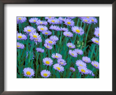 Mountain Daisies, Mount Rainier National Park, Washington, Usa by Jamie & Judy Wild Pricing Limited Edition Print image