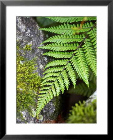Ferns Near Lake Moeraki, West Coast, South Island, New Zealand by David Wall Pricing Limited Edition Print image