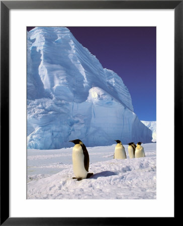 Emperor Penguins, Cape Darnley, Australian Antarctic Territory, Antarctica by Pete Oxford Pricing Limited Edition Print image