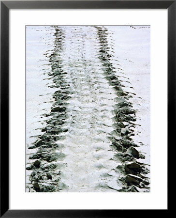 Tracks Of A Pacific Green Turtle, Pacific Ocean, Galapagos Islands, Ecuador by Charles Sleicher Pricing Limited Edition Print image