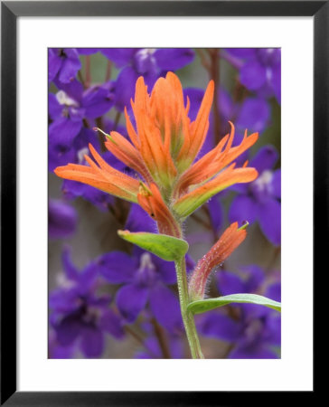Scarlet Paintbrush And Larkspur, Olympic National Park, Washington, Usa by Jamie & Judy Wild Pricing Limited Edition Print image
