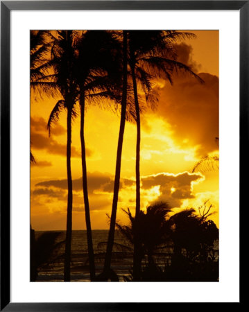 Palm Trees Silhouetted At Sunrise, Kauai, Hawaii, Usa by Shannon Nace Pricing Limited Edition Print image