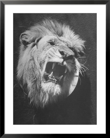 Mounted Head Of The Mgm Movie Studio Trademark by Walter Sanders Pricing Limited Edition Print image