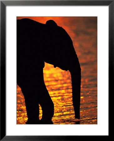 African Elephant Silhouetted At A Water Hole by Beverly Joubert Pricing Limited Edition Print image