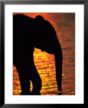 African Elephant Silhouetted At A Water Hole by Beverly Joubert Pricing Limited Edition Print image