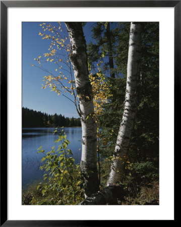A View Of A Lake Through Trees And Plants by Raymond Gehman Pricing Limited Edition Print image