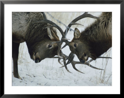 Two Bull Elk Lock Antlers In Confrontation by Tom Murphy Pricing Limited Edition Print image