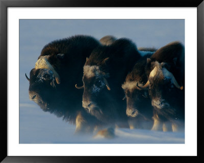 Muskoxen Huddle Together In A Protective Formation, Called A Defending Ring, During A Blizzard by Norbert Rosing Pricing Limited Edition Print image