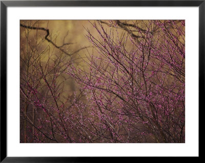 A View Of A Dew-Covered Bush In Bloom At Twilight by Joel Sartore Pricing Limited Edition Print image