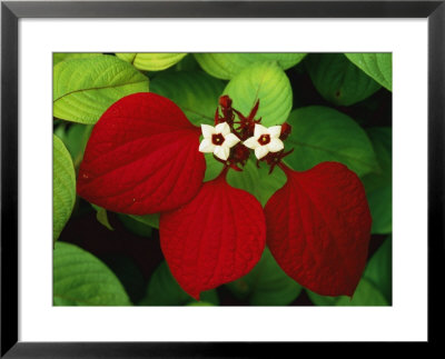 Close View Of Flowers In Mangrove Forest by George Grall Pricing Limited Edition Print image