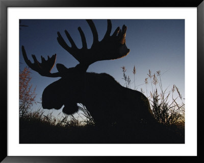 The Silhouetted Head Of A Moose by Joel Sartore Pricing Limited Edition Print image