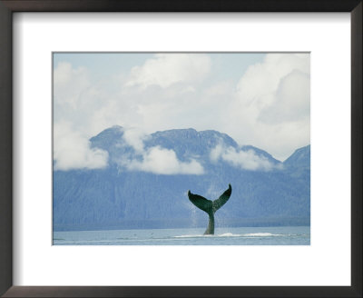 Humpback Whales Tail Rising Above The Water by Rich Reid Pricing Limited Edition Print image