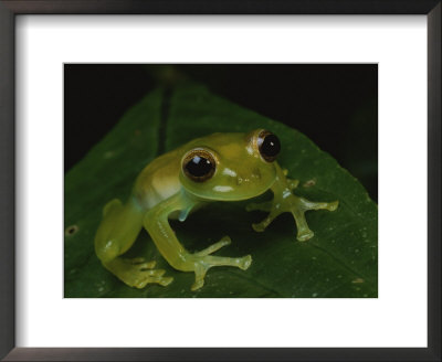 A Close View Of A Cute Little Green Frog by George Grall Pricing Limited Edition Print image