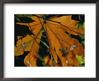 Close View Of A Maple Leaf In Autumn Colors by Marc Moritsch Pricing Limited Edition Print image