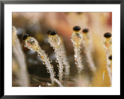 A Close-Up View Of The Shotgun Fungus by Darlyne A. Murawski Pricing Limited Edition Print image