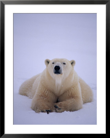 A View Of A Polar Bear Resting In A Snowfield by Paul Nicklen Pricing Limited Edition Print image
