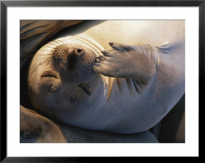 A Portrait Of A Sleeping Elephant Seal by Paul Nicklen Pricing Limited Edition Print image