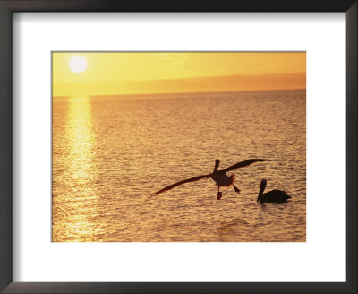 Brown Pelicans At Sunset by Dugald Bremner Pricing Limited Edition Print image