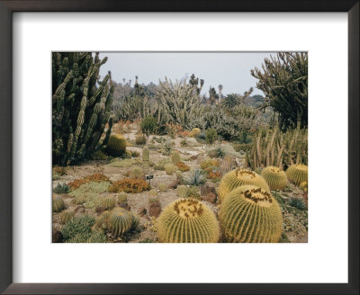 A Portion Of The Desert Plant Collection In Huntington Botanic Gardens by Joseph Baylor Roberts Pricing Limited Edition Print image