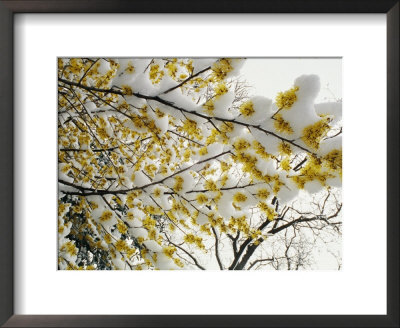 Fluffy Snow Clings To The Yellow Branches Of A Flowering Forsythia Bush by Stephen St. John Pricing Limited Edition Print image