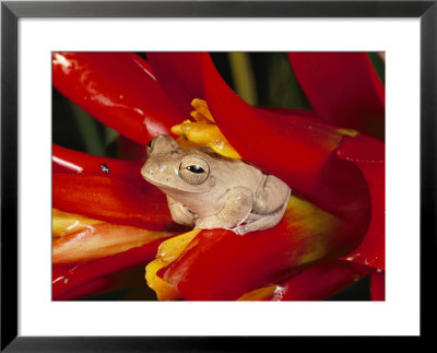 A Tree Frog Shelters In A Bromeliad by George Grall Pricing Limited Edition Print image