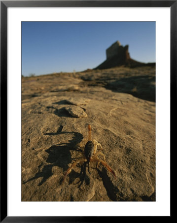 Close View Of A Scorpion by John Burcham Pricing Limited Edition Print image