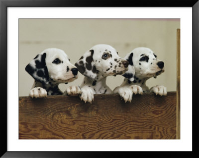 Three Inquisitive Dalmatian Puppies Peeking Over A Board by Joseph H. Bailey Pricing Limited Edition Print image