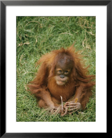 A Captive Juvenile Orangutan Sits In The Grass by Roy Toft Pricing Limited Edition Print image
