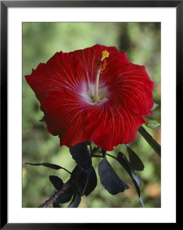 A Close View Of A Hibiscus Blossom by Jodi Cobb Pricing Limited Edition Print image