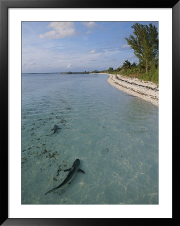 Blacktip Reef Sharks In Shallow Water Along A Beach by Brian J. Skerry Pricing Limited Edition Print image
