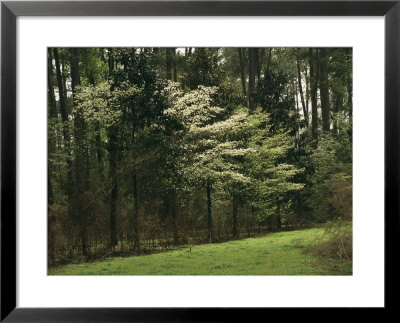 A Woodland View With Meadow And Blooming Trees In Spring by Raymond Gehman Pricing Limited Edition Print image