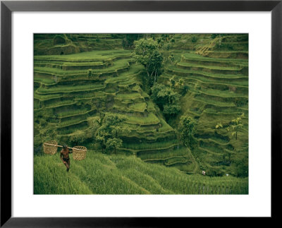 A Farmer Walks Past Terraced Rice Fields On Bali by Donna K.& Gilbert M. Grosvenor Pricing Limited Edition Print image