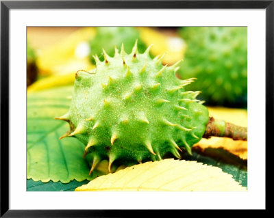 Aesculus Hippocasteanum Fruit (Horse Chestnut Conker) by Linda Burgess Pricing Limited Edition Print image