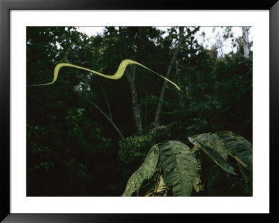 Paradise Tree Snake Glides Through A Tree Canopy by Tim Laman Pricing Limited Edition Print image