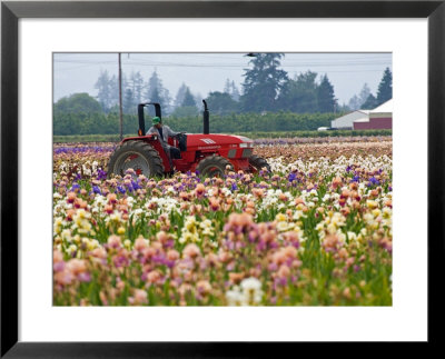 Schreiners Iris Gardens, Oregon, Usa by Joe Restuccia Iii Pricing Limited Edition Print image