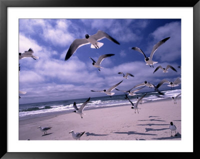 Gulls Flying Over Beach, Ocracoke Island, Nc by Martin Fox Pricing Limited Edition Print image