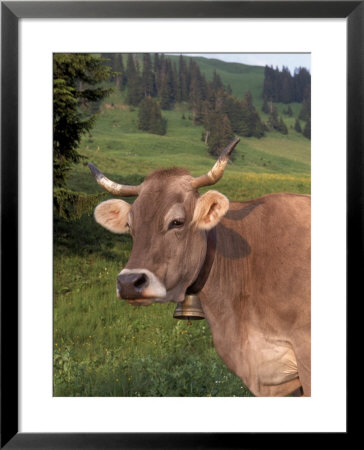 Brown Swiss Cow, Switzerland by Lynn M. Stone Pricing Limited Edition Print image