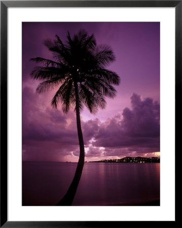 Palm Trees, Puerto Rico by Stewart Cohen Pricing Limited Edition Print image