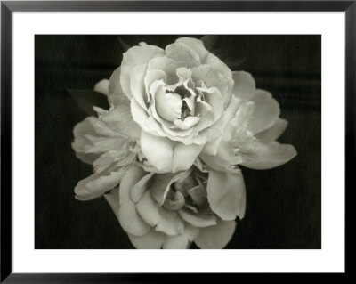 Close Of Blossom Flower by Cheryl Clegg Pricing Limited Edition Print image