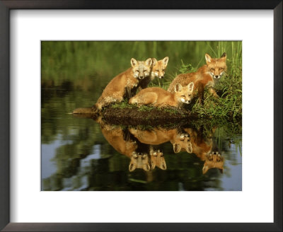 Red Fox, Family And Reflection, Usa by Brian Kenney Pricing Limited Edition Print image