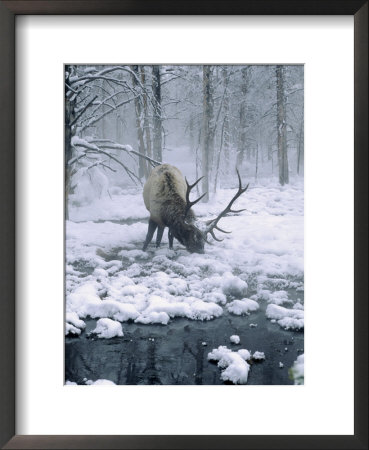 Elk-Bull Grazing In Winter, Wy by Inga Spence Pricing Limited Edition Print image